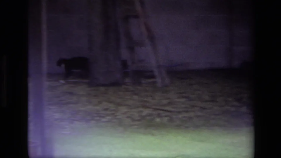 1979 Laguna Beach home-movie frame showing a small dark animal by a pale residential exterior wall, with lawn and a ladder-like object.