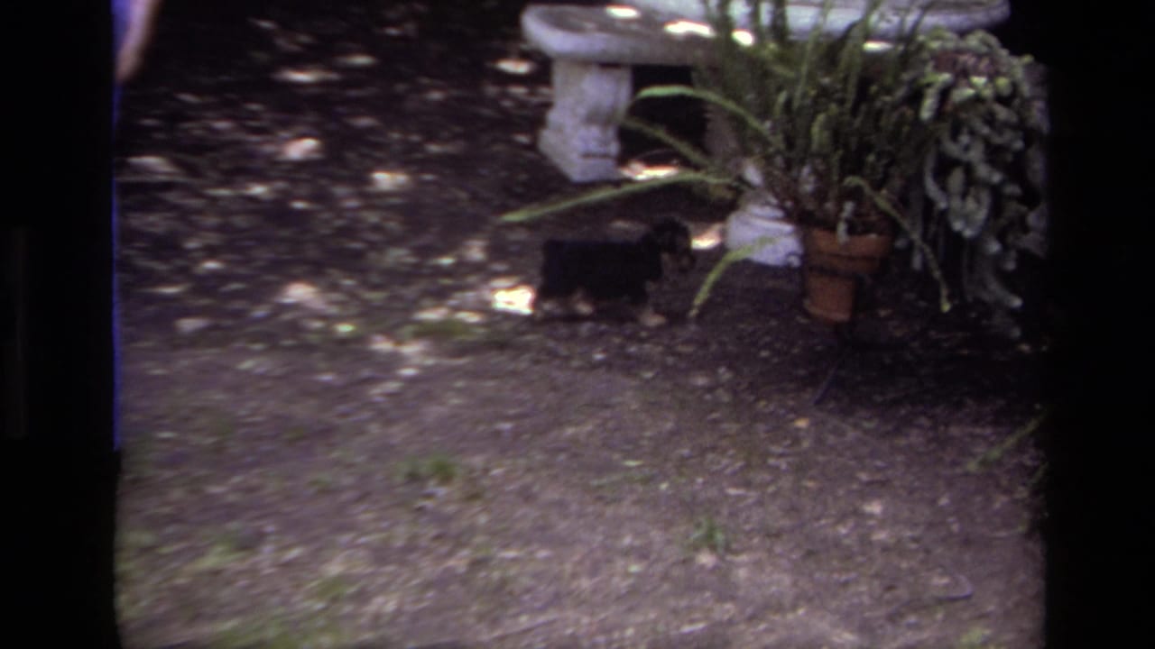 Stone bench, potted plants, and dirt garden ground in mottled sunlight.