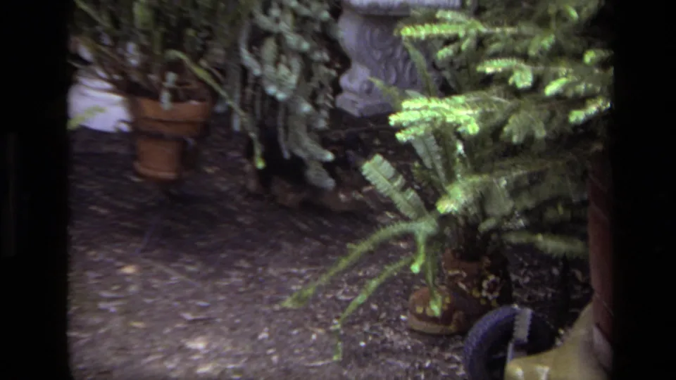 Potted ferns and leafy plants fill the frame in a 1979 Laguna Beach backyard garden scene.