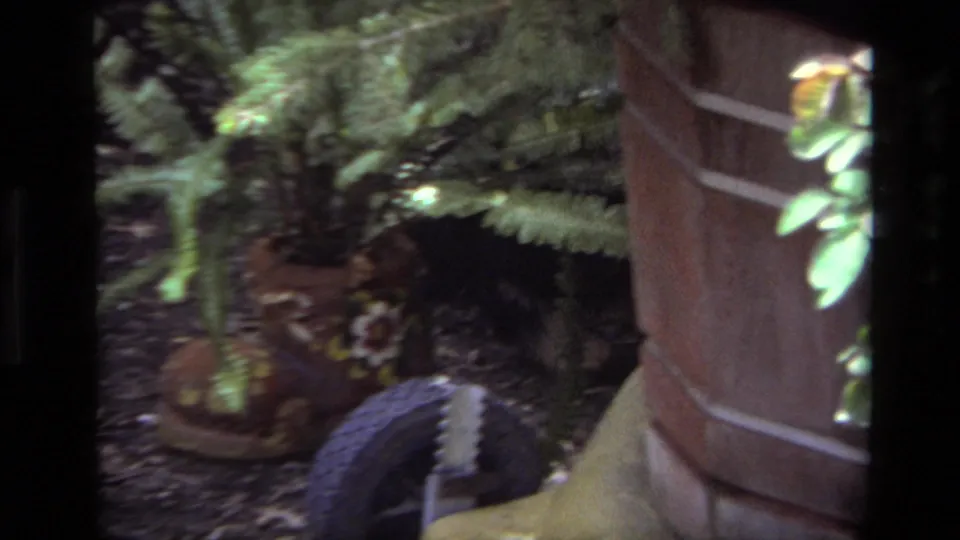 Small black puppy appears near potted ferns and a wooden post in a 1979 Laguna Beach backyard.