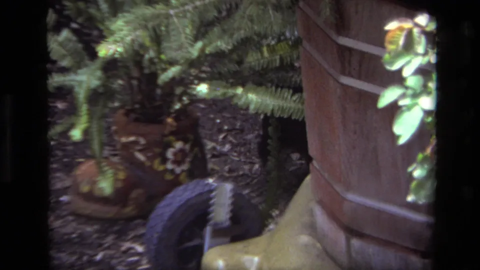 In 1979 Laguna Beach home-movie footage, a small puppy explores near a potted fern, brick planter, and fallen leaves.