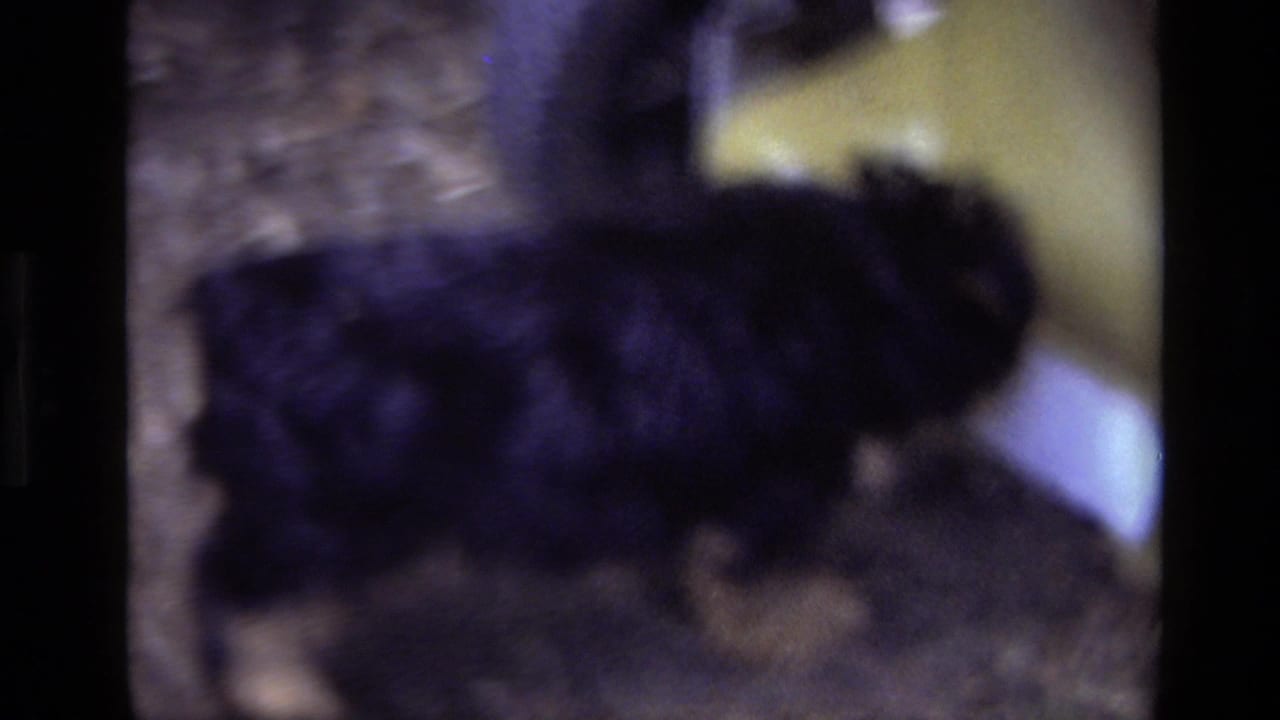 Blurred small puppy moving near a tree trunk in the backyard.