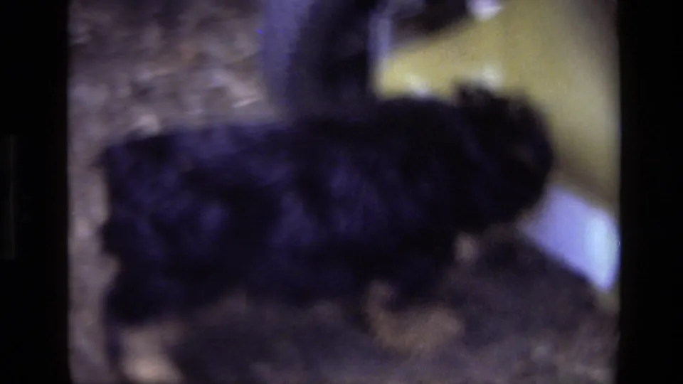 A soft-focus 1979 Laguna Beach frame shows the small puppy moving close to a tree trunk in the backyard.