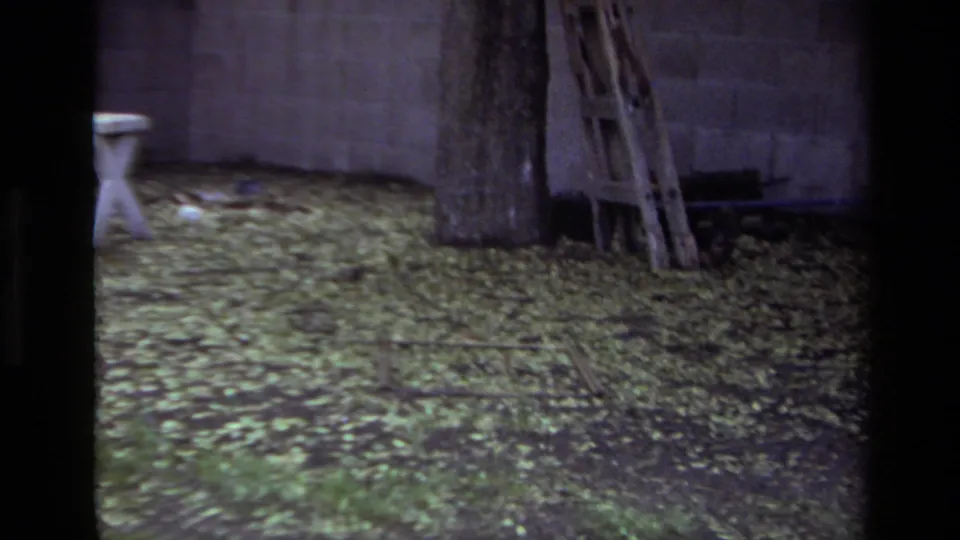 The puppy is partly obscured near a tree and wooden ladder in a 1979 Laguna Beach backyard scene.