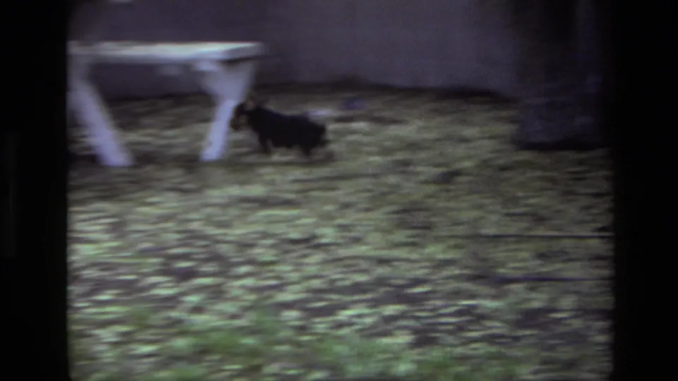 A small puppy runs across the leaf-strewn Laguna Beach yard with a white outdoor table and cinder block wall behind it.