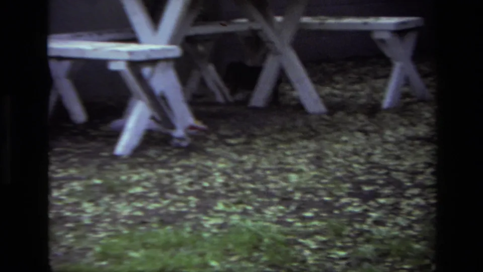 Two dogs move around a white picnic table in a leaf-strewn Laguna Beach yard, from 1979 8mm home-movie footage.