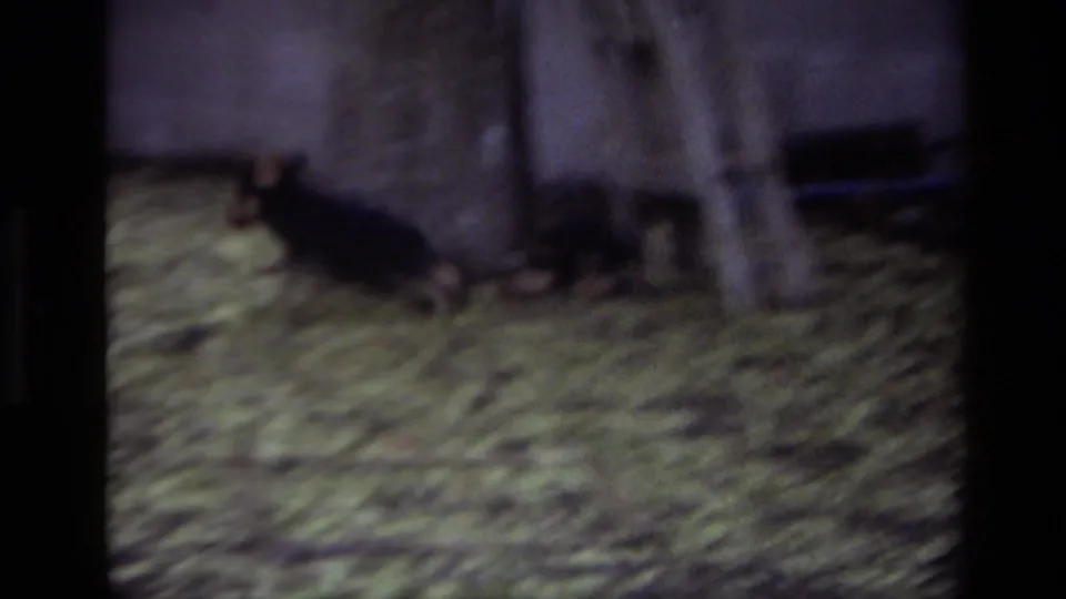 Two dogs dart across the leaf-covered yard near a tree or post, continuing the 1979 Laguna Beach home-movie pet scene.
