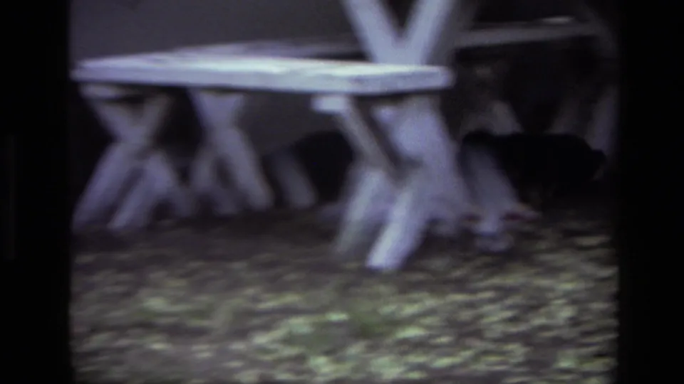 Two dogs cluster around the X-frame legs of a white picnic table in the leaf-strewn Laguna Beach yard footage.