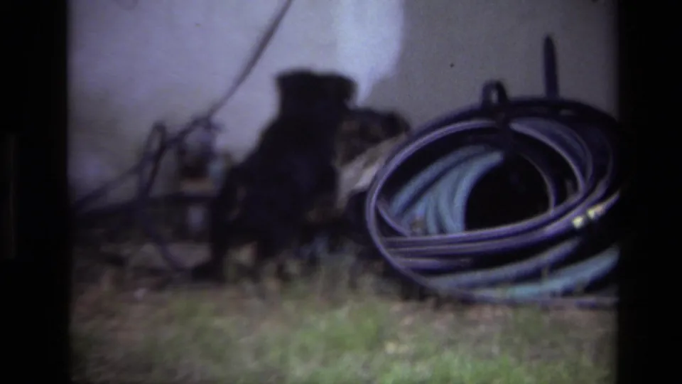 1979 Laguna Beach backyard frame with a coiled hose, yard tools, grass, and a black puppy near the wall.