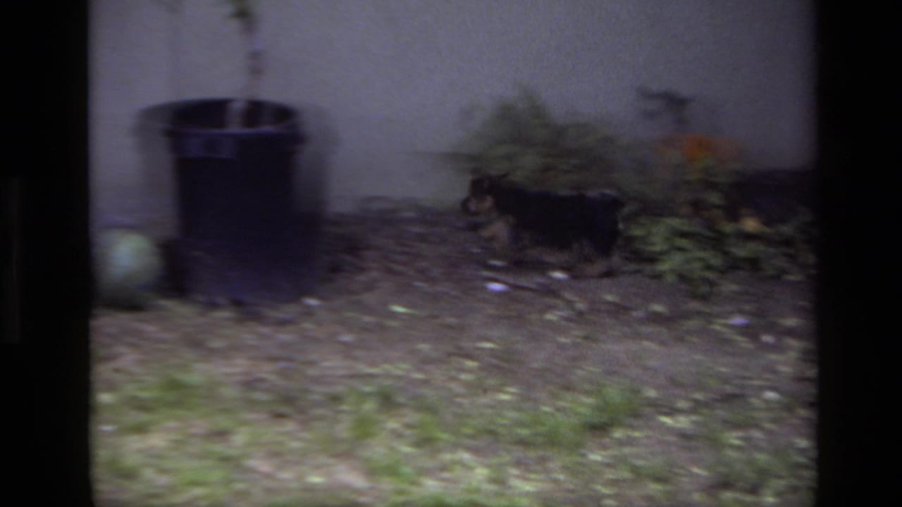 1979 Laguna Beach home-movie frame of a schnauzer puppy in a backyard garden with grass, leaves, bucket, and potted plant.