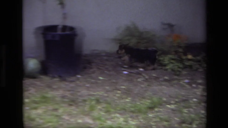 1979 Laguna Beach home-movie frame of a schnauzer puppy in a backyard garden with grass, leaves, bucket, and potted plant.