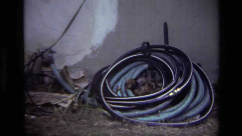 Laguna Beach backyard frame from 1979 showing a coiled garden hose, muted grass, fallen leaves, and stucco wall.