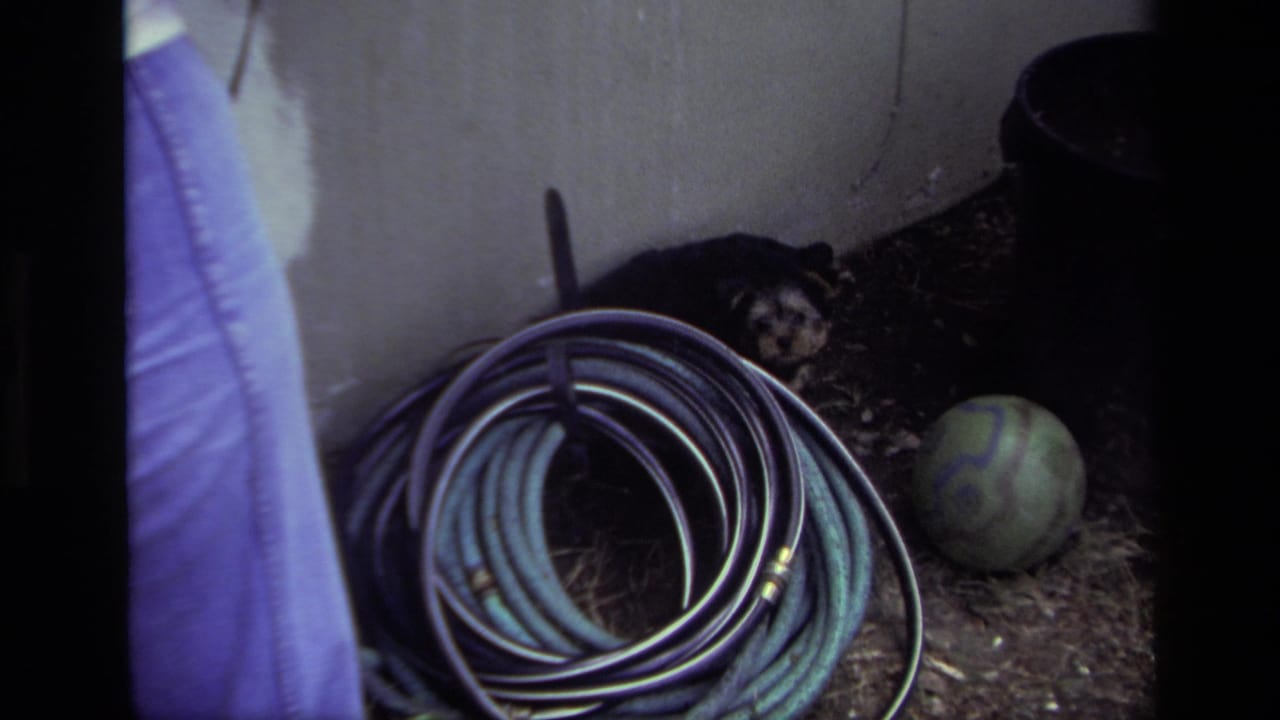 Small puppy beside a coiled hose and patterned ball near a wall.