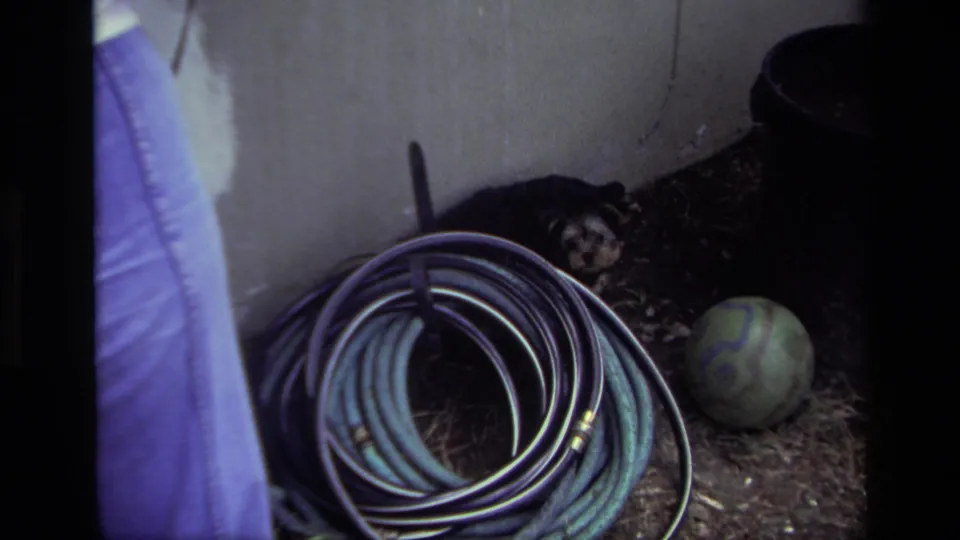 1979 Laguna Beach 8mm frame showing a puppy partly behind a coiled hose, with a ball and dark planter nearby.