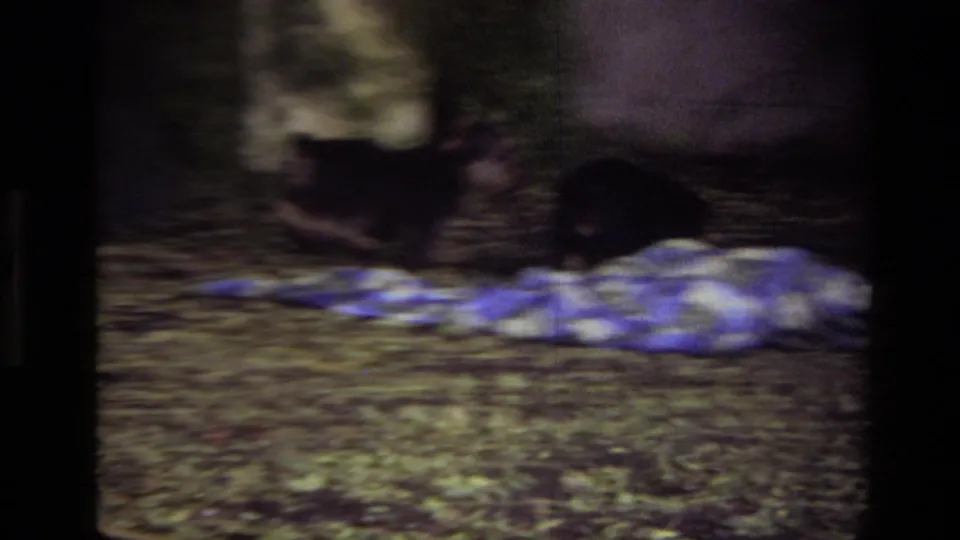 Soft 1979 home-movie frame of two puppies wrestling or moving on the ground in a Laguna Beach backyard.