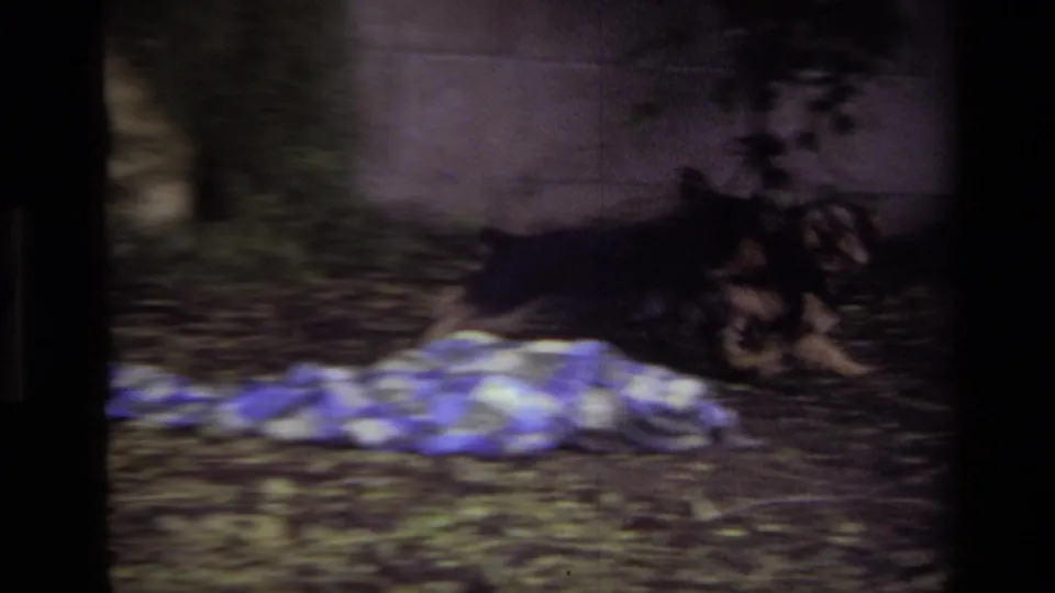 1979 Laguna Beach backyard frame with two small puppies tumbling beside a partially visible person in purple pants.