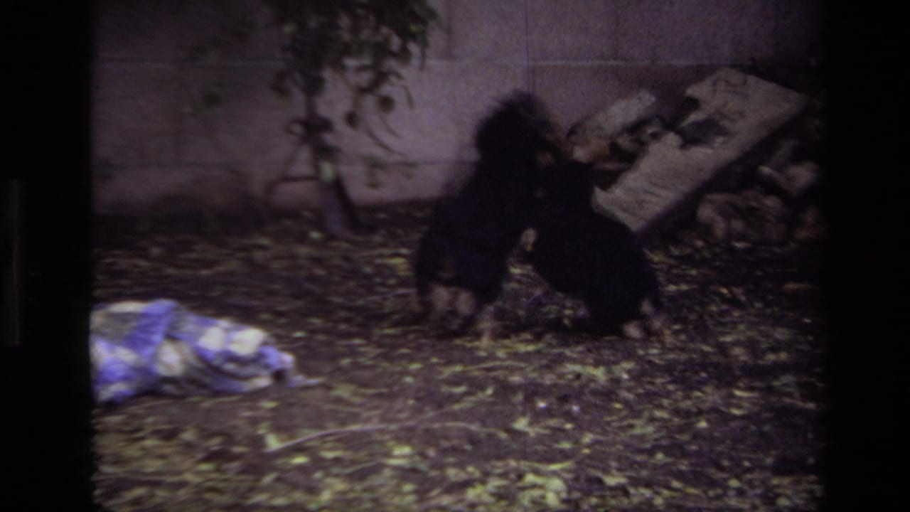 Two small dogs appear to tumble and play in a Laguna Beach backyard in 1979, with leaves, a wall, and a blue-and-white blanket nearby.