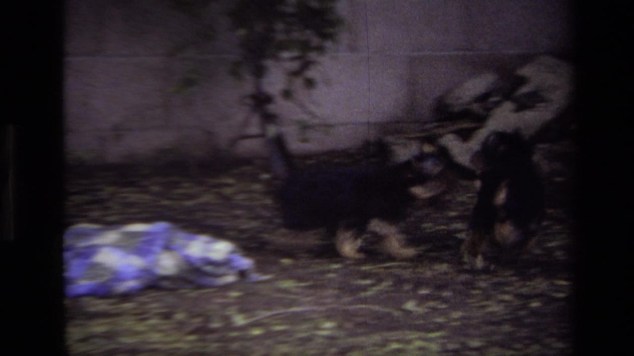 Two small dogs move near a blanket on leaf-covered backyard ground.