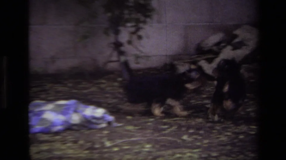 Two small dogs move across a 1979 Laguna Beach backyard scene, with a blanket in the foreground and a concrete wall behind them.