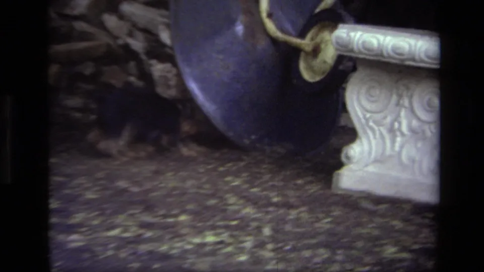 A small dog moves near a large blue wheel and ornate white pedestal in the Laguna Beach backyard footage from 1979.