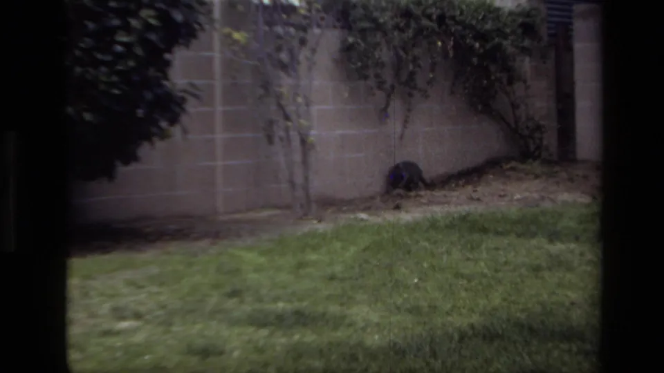 A raccoon-like animal appears near the backyard wall in the 1979 Laguna Beach home-movie footage, partly framed by grass and plants.