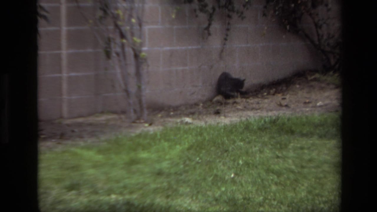 A dark-furred cat prowls along a cinder block wall in a Laguna Beach backyard, filmed in 1979 home-movie footage.