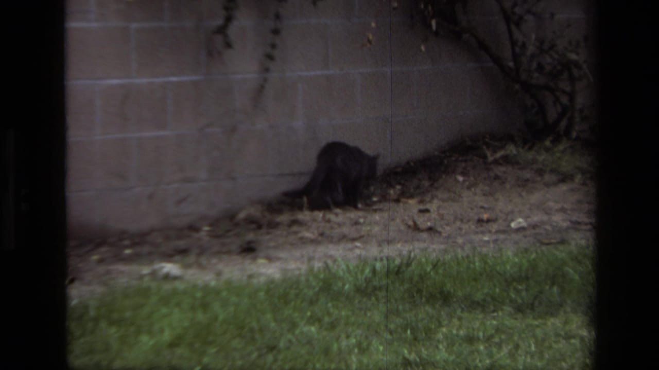 Dark cat sniffing near the base of a backyard wall beside grass.