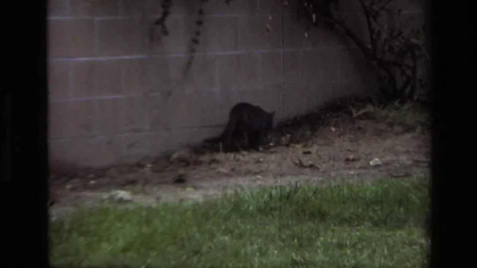 The cat continues along the backyard wall, nose low to the ground near grass and dry leaves in the 1979 Laguna Beach clip.
