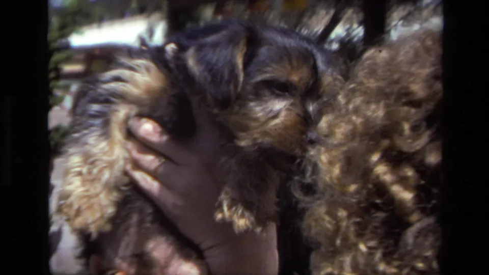 Close-up of a small brown-and-black wiry puppy being held next to a person with curly hair in the 1979 home-movie scene.