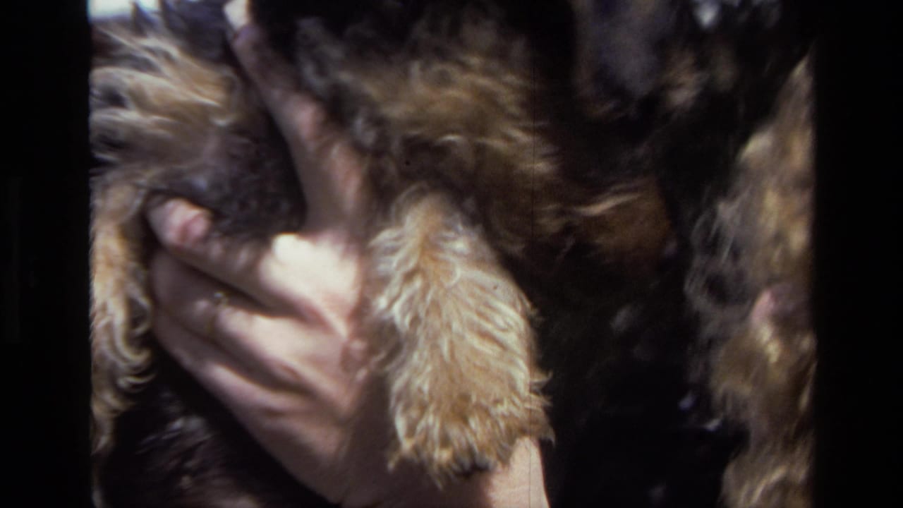 Laguna Beach 1979 8mm close-up of adult hands gently cradling a small scruffy puppy outdoors.