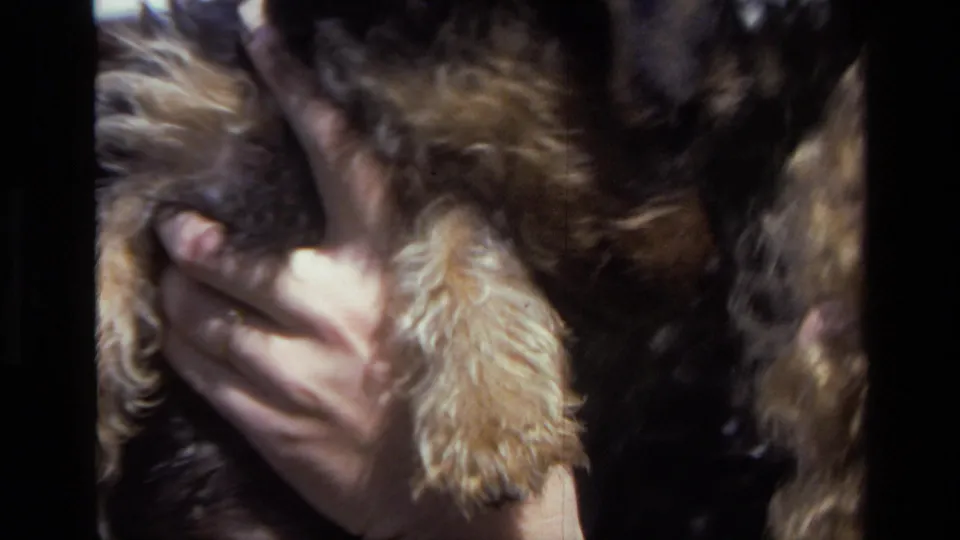 Laguna Beach 1979 8mm close-up of adult hands gently cradling a small scruffy puppy outdoors.