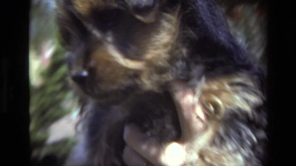 Close 8mm view of the puppy's face and fur while an adult supports it outdoors in Laguna Beach, 1979.