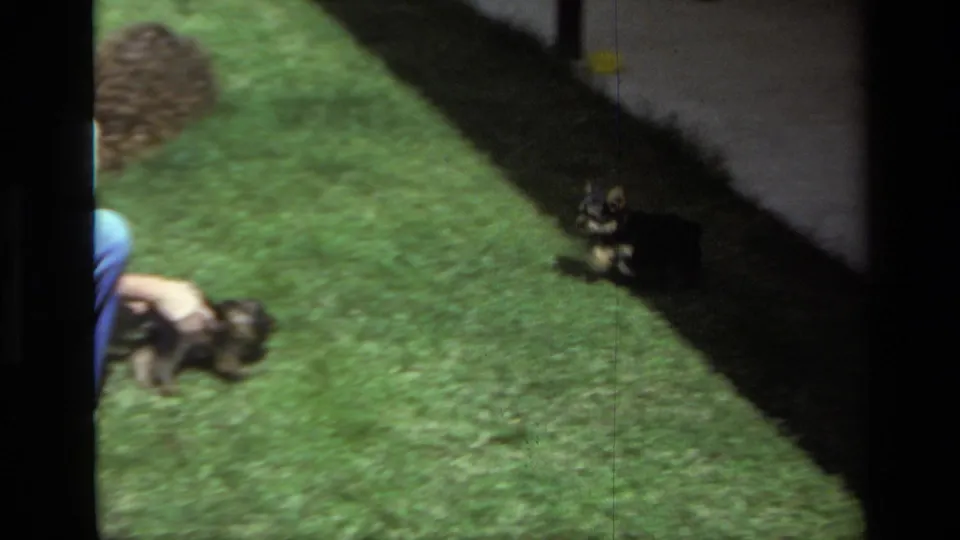 Wide 8mm frame showing a small puppy on a bright lawn with part of an adult nearby in Laguna Beach, 1979.