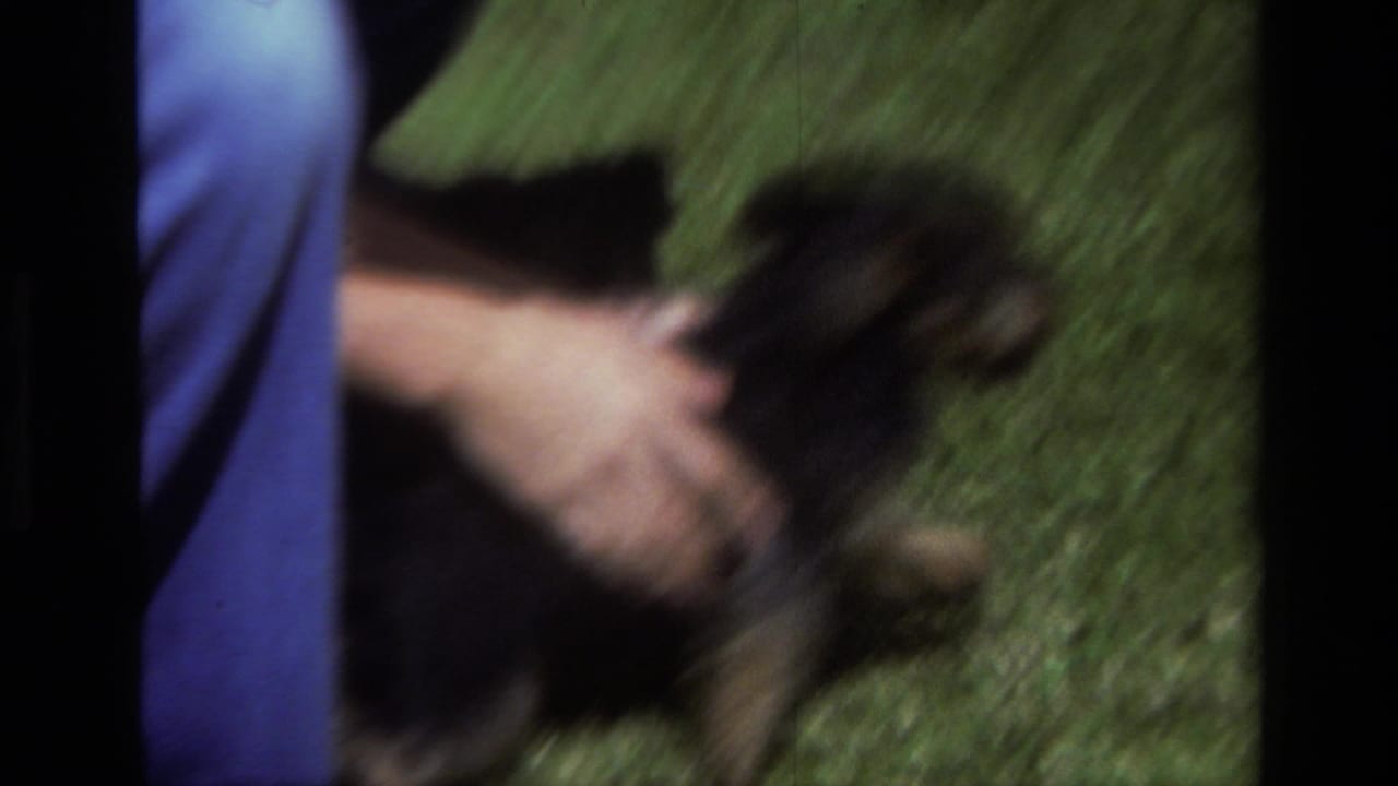 Small puppy moves near a person's hand and blue pant leg on grass.