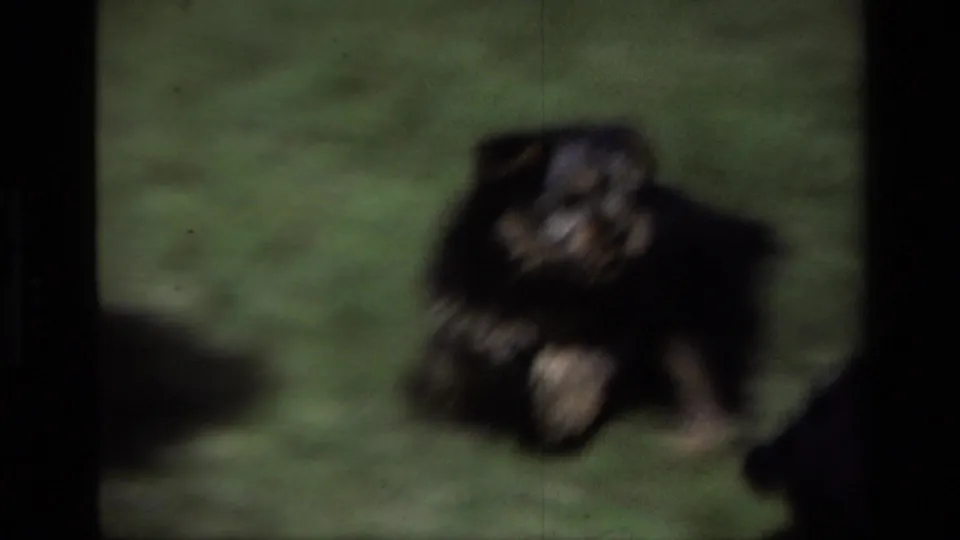 Soft 1979 8mm frame from Laguna Beach showing a small black-and-tan puppy alone on a grassy lawn.