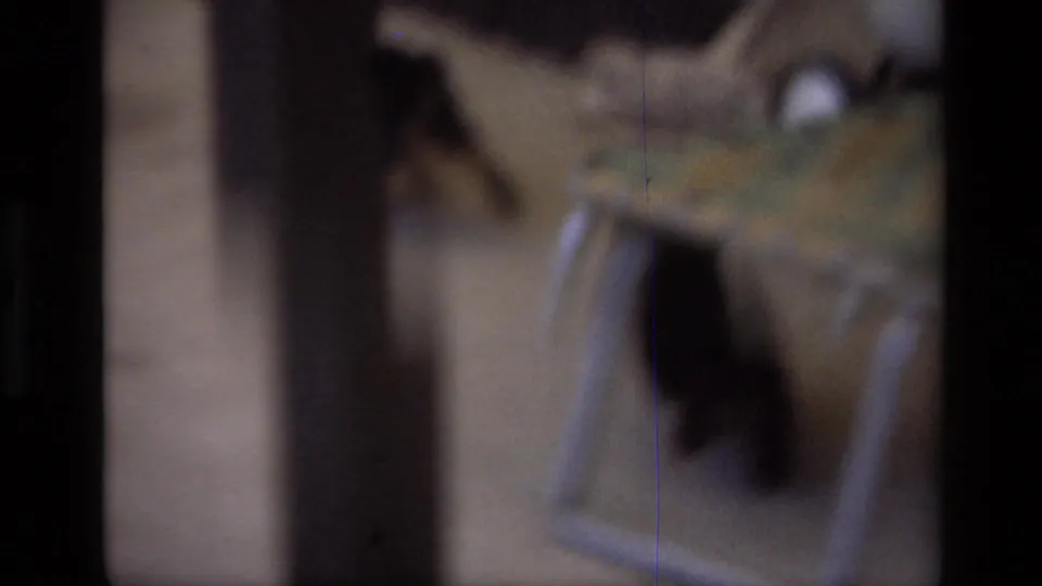 1979 Laguna Beach 8mm frame with a blurred puppy close to a person's leg and hand on the lawn.