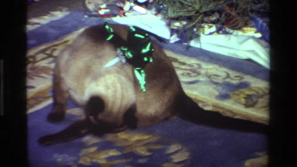 Close 8mm view of a Siamese cat with a bright green bow resting under a Christmas tree in a California home.