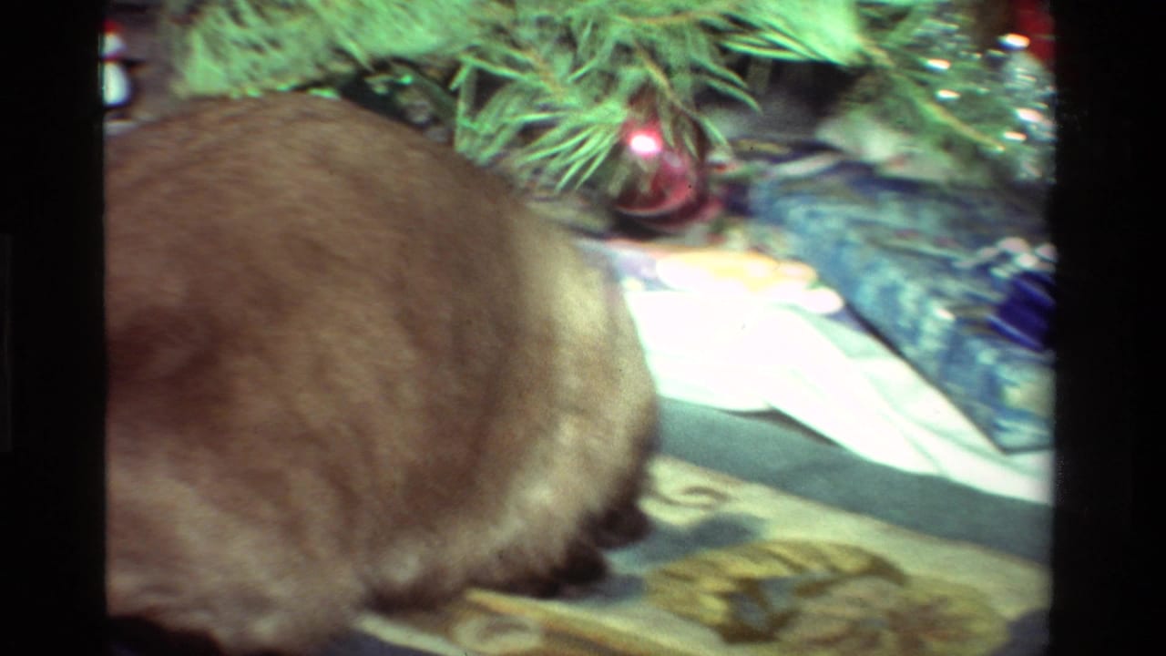 Siamese cat beside wrapped gifts under a Christmas tree.