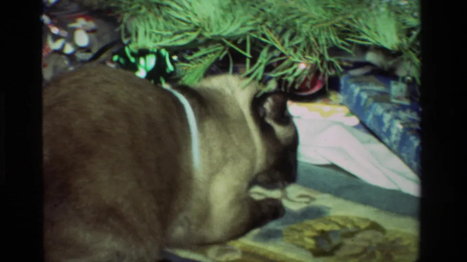 The cat faces wrapped presents beneath the Christmas tree, with ornaments and tree branches visible in the home-movie frame.