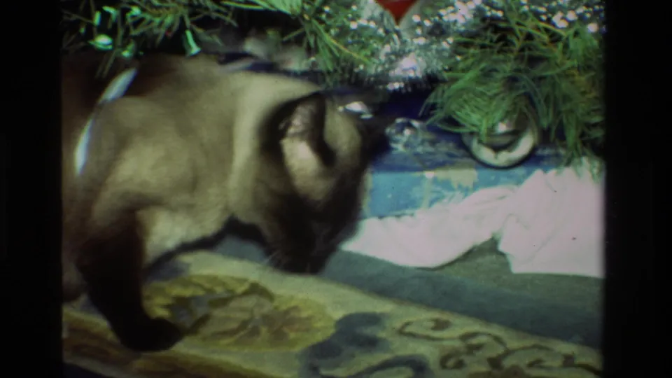 A Siamese cat steps across a patterned rug near loose wrapping paper and Christmas gifts in the 1981 California home movie.