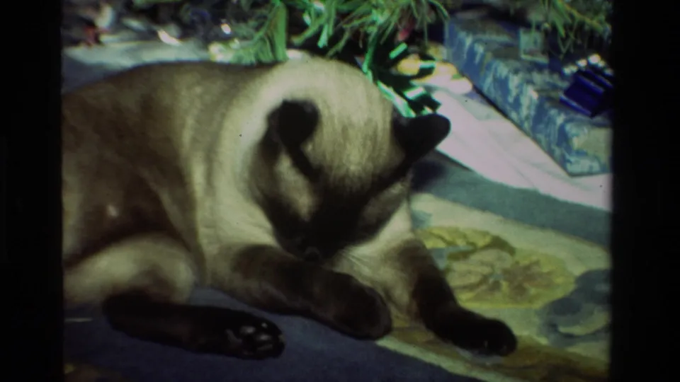 The cat sits under the Christmas tree and appears to lick or groom its paw beside wrapped gifts and a patterned rug.