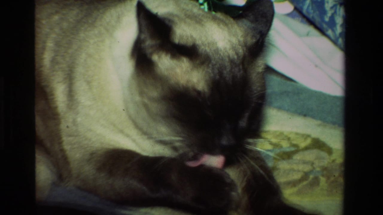 1981 California 8mm frame of a Siamese cat grooming its paw on a patterned rug near household fabric.
