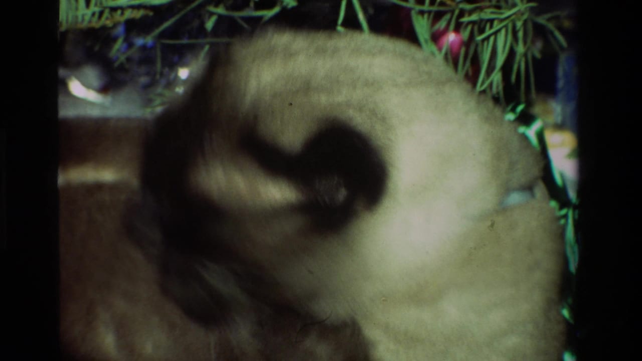 Siamese cat in profile near green Christmas tree branches and a red ornament in 1981 California home footage.
