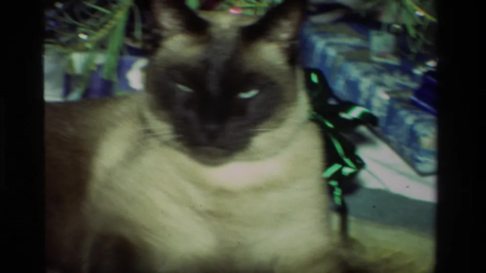 1981 California 8mm frame of a Siamese cat looking toward the camera from a rug near seasonal household decor.
