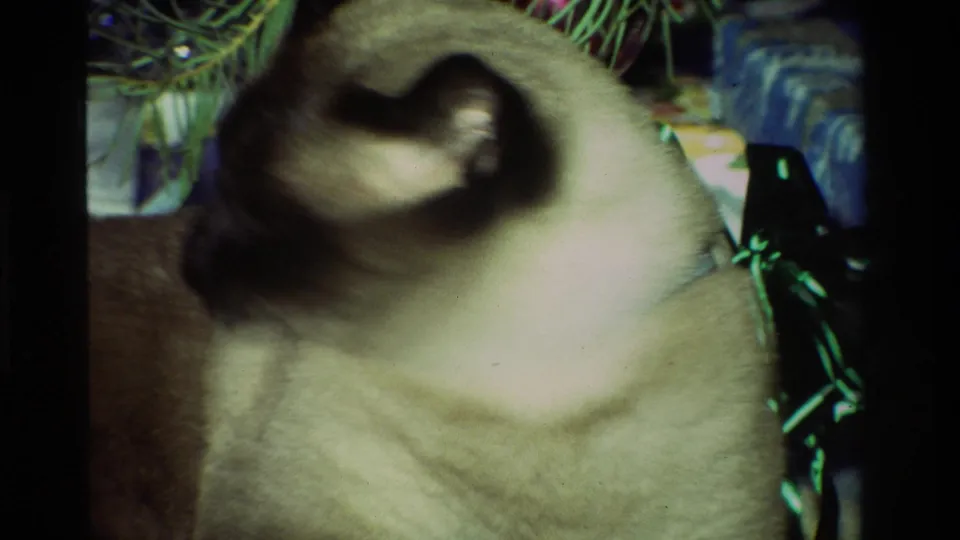 Siamese cat lowers its head beside Christmas tree branches and ornaments in a short 1981 California home-movie frame.