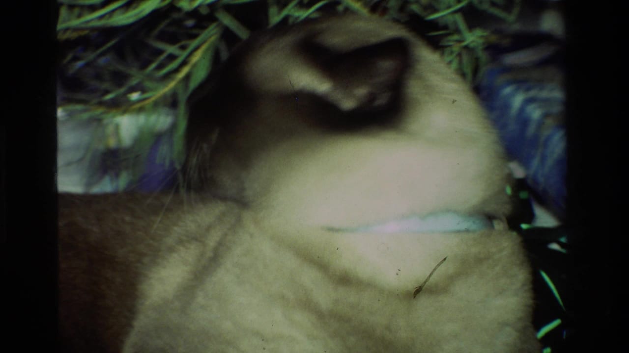 Siamese cat under a Christmas tree beside wrapped presents.