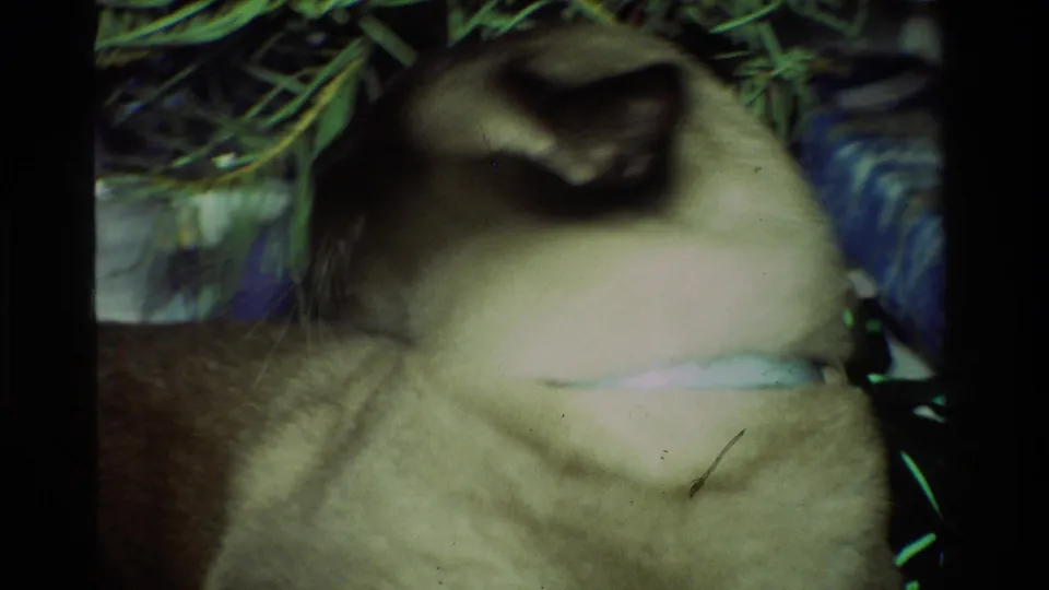 Siamese cat wearing a pale collar sits under a Christmas tree in 1981 California home-movie footage.
