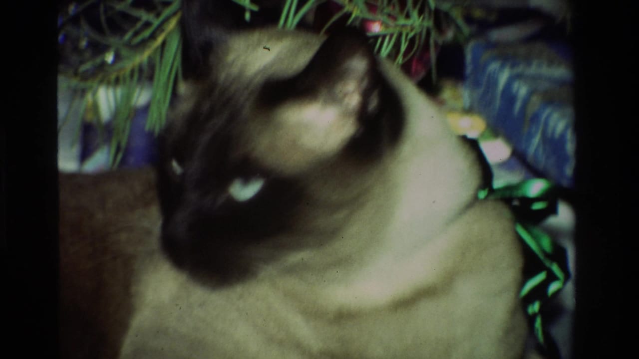 Siamese cat turns its head near Christmas tree branches.