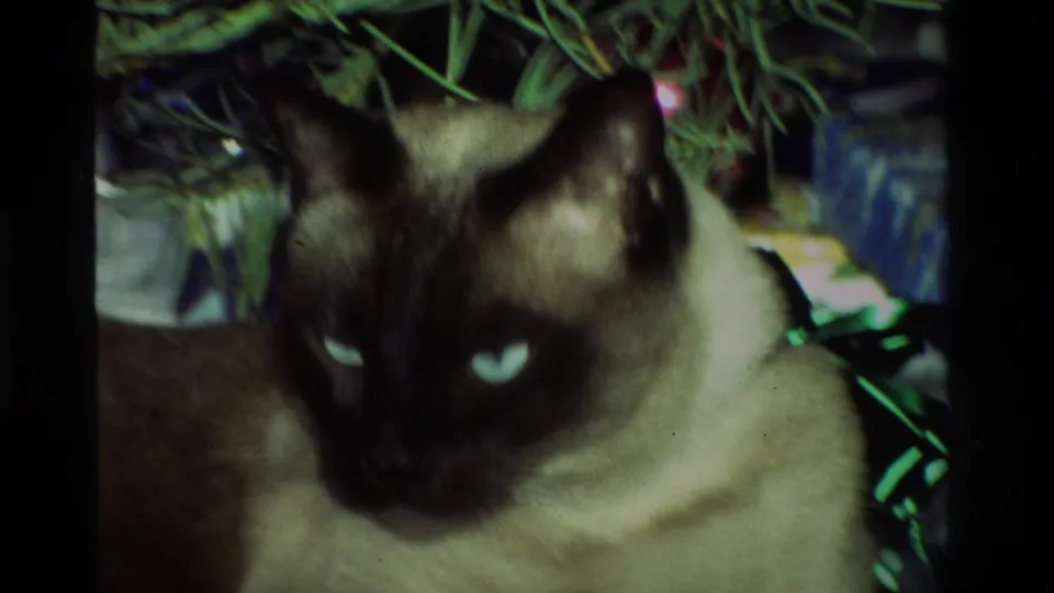 A Siamese cat looks toward the camera from under the Christmas tree, its eyes reflecting the low interior light.