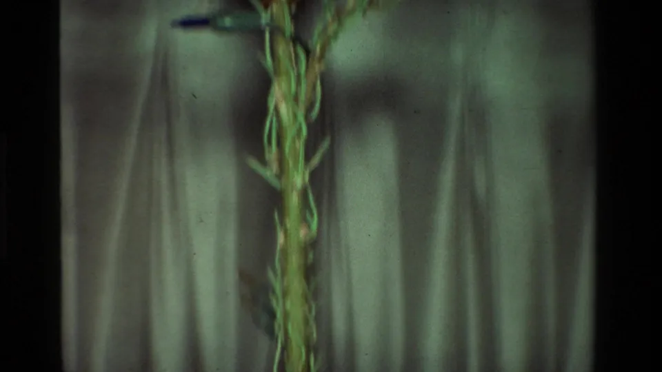 Soft-focus 8mm frame with twisted decoration cord, tree greenery, and pale curtains in a domestic holiday setting.